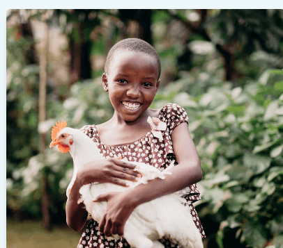 Four chickens for a home farm